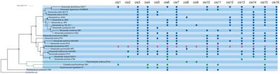 Genome-Wide Detection of Small Regulatory RNAs in Deep-Sea Bacterium Shewanella piezotolerans WP3